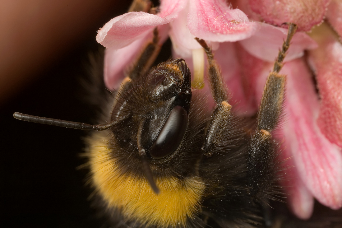 Bumble Bee feeding